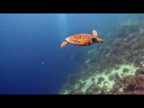 Turtle in Malicasag Marine Sanctuary