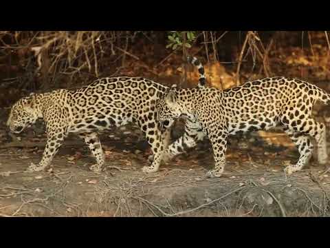 Il Leopardo &Egrave; Stato Attaccato Per Primo Dall'aquila Gigante E Il Finale &Egrave; Stato Tragico!