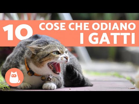 10 cose che i gatti odiano