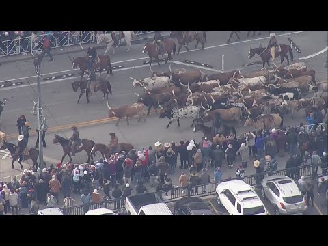 Denver returns to &quot;Cow Town&quot; status, dozens of Longhorns kick off National Western Stock Show Parade