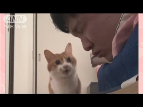 ネコちゃん「ヒィニャ～～ン」口臭に驚いた？　飼い主「毎日、寝起きに嗅ぎに来る」(2023年10月31日)