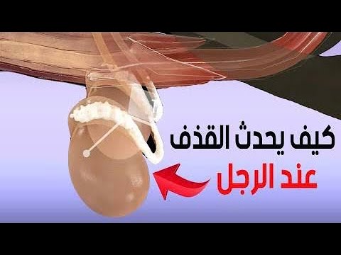 كيف يحدث القذف عند الرجال