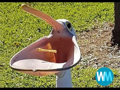 Top 5 pelican