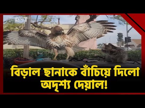 বাজপাখির হাত থেকে অল্পের জন্য বেঁচে গেল বিড়াল ছানা ! | News | Ekattor TV