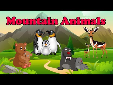 Mountain Animals | Meet the Amazing Animals