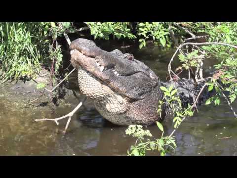 Gator bellowing