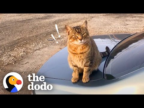 Stray Cat Decides To Work At A Car Shop And Greet Every Customer | The Dodo