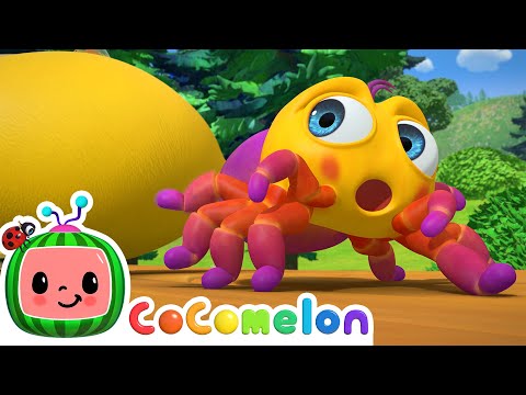 Itsy Bitsy Spider | CoComelon Nursery Rhymes &amp; Animal Songs