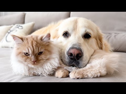 Golden Retriever Uses a Kitten as a Pillow