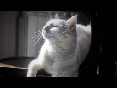 Cat's favorite music lullaby 😽 Relaxing sleep music for kittens, cat's favorite music, insomnia ...
