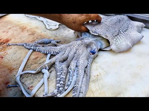 Have you ever seen octopus cheeks before cutting and cleaning?