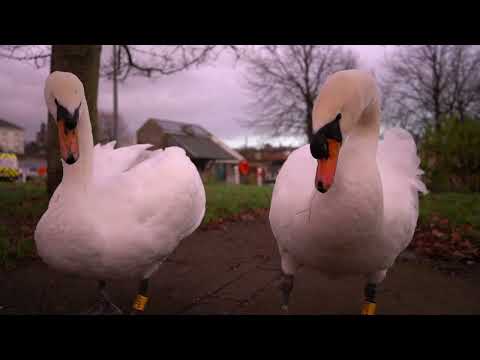 Curious Swans Checking Camera