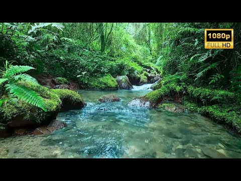 4K HDR Relaxing River Sounds 🎵 Beautiful Forest Sound, Peaceful Birds Chirping, Natural Sound 