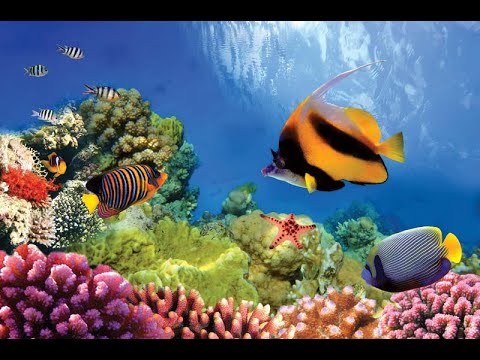 Ocean Habitats: Ocean Life Education Primary Curriculum Resource 1