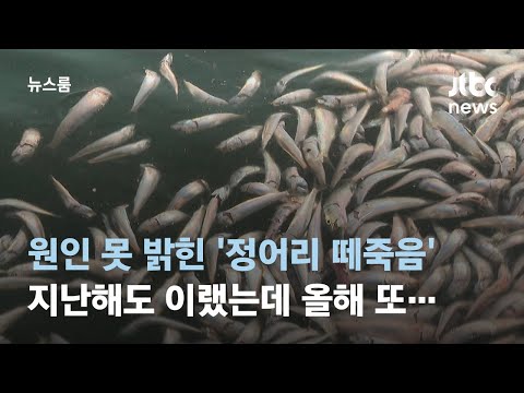 '정어리 떼죽음' 올해도 되풀이&hellip;산소 부족 때문? &quot;납득 안 가&quot; / JTBC 뉴스룸