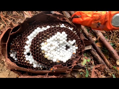 ASIAN HORNETS NEST REMOVAL,GIANT JAPANESE WASP STING,MURDER HORNET DESTROYING