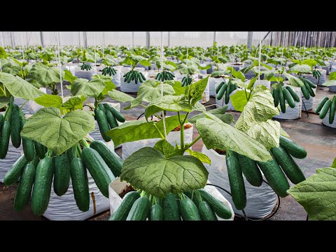 How To Grow 69 Millions Of Cucumbers In Greenhouse And Harvest - Modern Agriculture Technology