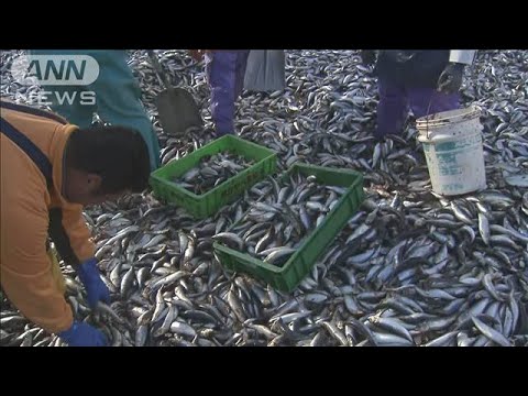 海岸を埋め尽くすイワシ　行政による回収進まず腐敗進む　函館(2023年12月8日)