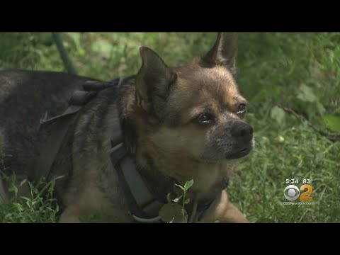 Owner Of Stolen Dog Finds Couple Walking Pet, Snatches Him Back