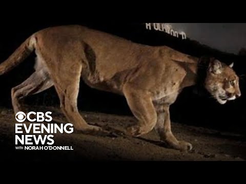 Famed L.A. mountain lion P-22 euthanized due to injuries, poor health