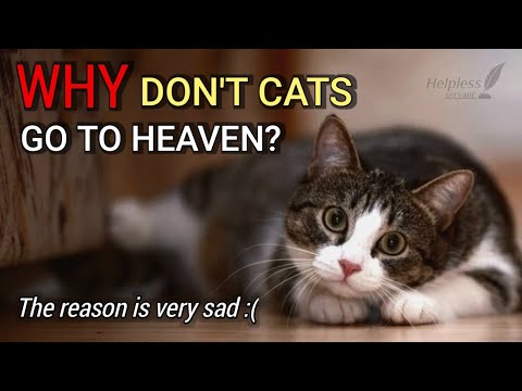 Why Don't Cats Go to Heaven? The Reason is Very Sad ..