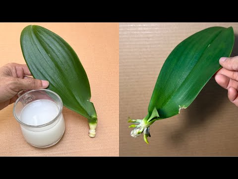 This Magic Water Revives 1 Orchid Leaf Instantly Very Easily