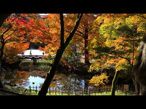 富山癒しの風景シリーズ【高岡古城公園の紅葉】（高岡市）