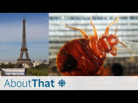 'No one is safe': how Paris is battling a bedbug infestation | About That