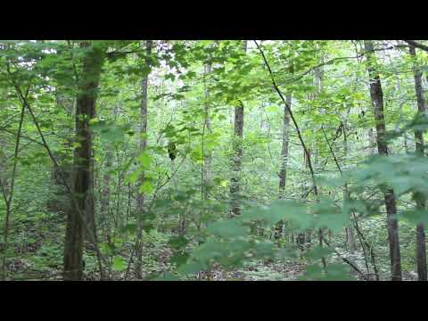 Screaming Sounds in the Woods, Rocks Thrown at Camera - Georgia, 2013