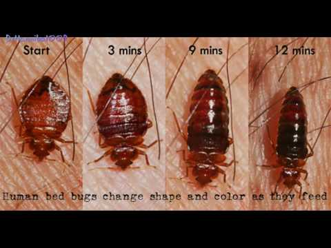 Bed bugs How To Find Bed Bugs