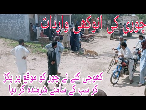 Khoji Kutta Aur Chor - کھوجی کتے نے چور کو موقع پر پکڑ لیا - گاؤں میں چوری کی انوکھی واردات