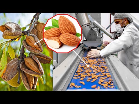 How Are Almonds Grown And Harvested? You Haven't Seen So Many Fresh Almonds Yet!