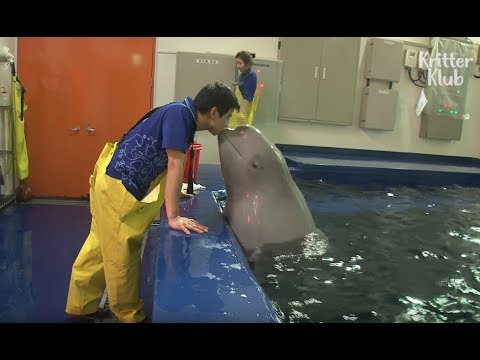 Beluga Whale Has A Crush On A Cute Zookeeper | Kritter Klub