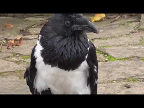 Talking Raven