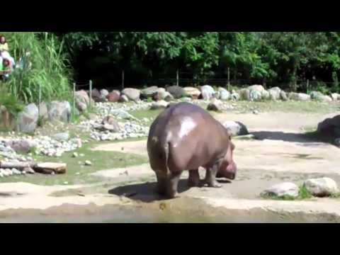 World's Biggest Fart - The Hippo