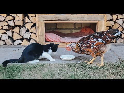 Cat vs chickens