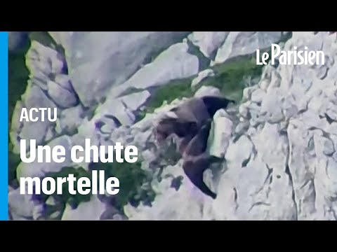 Deux ours font une chute impressionnante apr&egrave;s un combat &agrave; flanc de montagne en Espagne