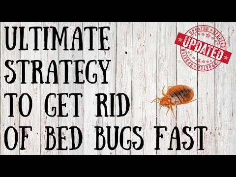 How to Get Rid of Bed Bugs Yourself | Quick Tips for Killing Bed Bugs Naturally