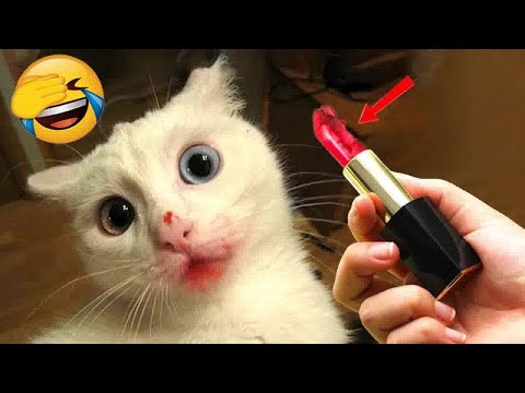 FUNNIEST CAT AND DOG VIDEOS 2023 #19