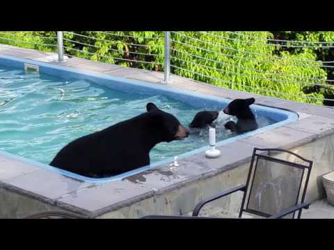 Bears in our pool