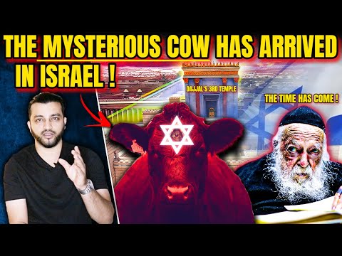 THE MYSTERIOUS RED COW ARRIVED IN ISRAEL! HAS THE TIME COME FOR  DAJJAL'S 3RD TEMPLE?
