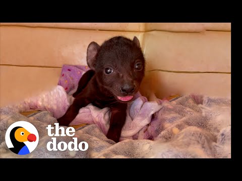 Orphaned Hyena Loves To Wrestle With A Rescue Puppy | The Dodo