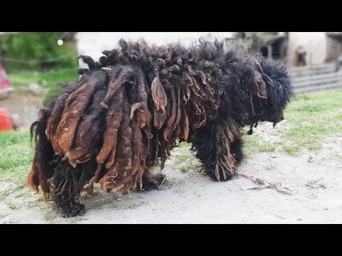 YOU WON'T BELIEVE how this DOG looks after shaving all these dreadlocks