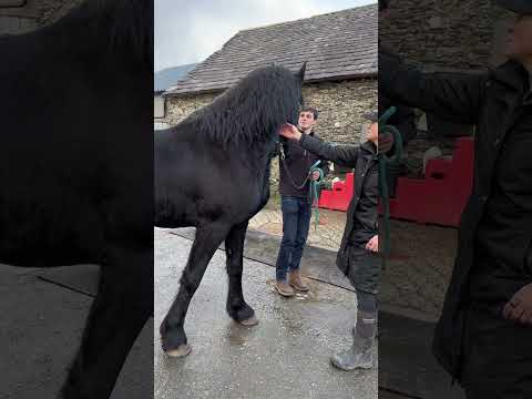 Rescue Friesian Nero arrives at our Sanctuary