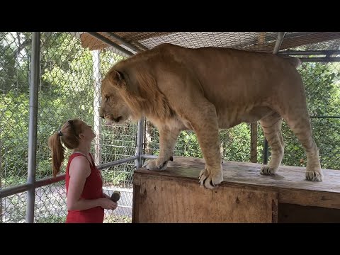 LILIGER Chimera - Part 4 CARE Foundation