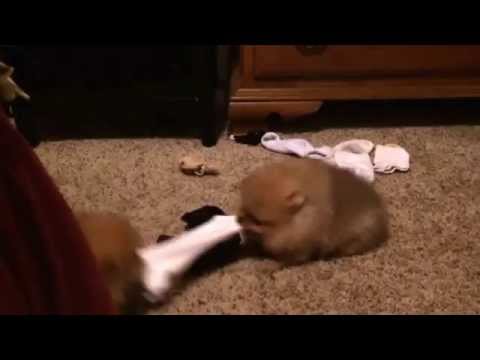 Pomeranian puppies play tug of war. Single sock solutions