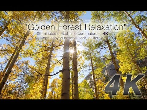 90 Minute 4K Nature Experience: &quot;Golden Forest Relaxation&quot; by David Huting