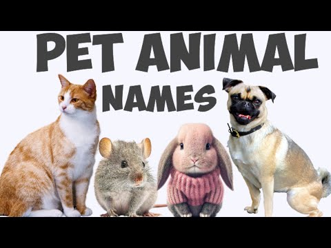 Pet Animals | Animal Names for Kids | Learn Animals Name in English | Domestic Animals Name