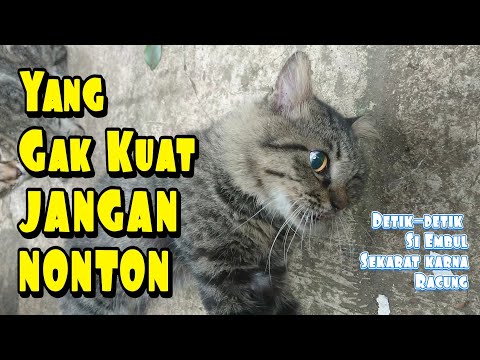 Detik-detik Kucing Sekarat Kena Racun | Yang Gak Kuat Jangan Nonton