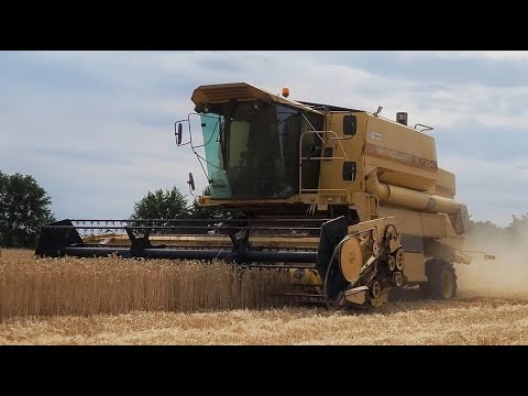 Żniwa 2022 ✔ Pszenica pod kosę ✔ New Holland TX 34 ✔ MF 675